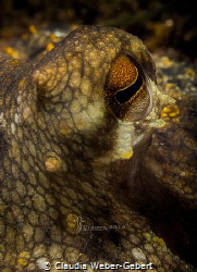 who's watching me now..........
Octopus close up - Franc... by Claudia Weber-Gebert 